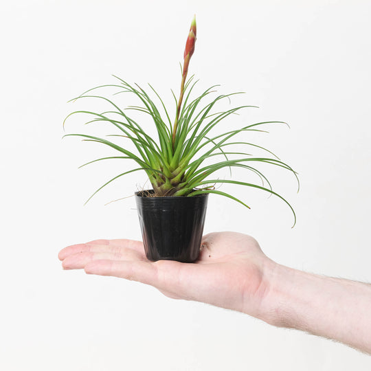 Vriesea Correia-Araujoi Plants GrowTropicals