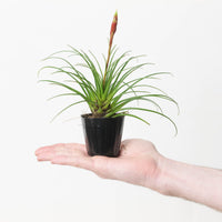 Vriesea Correia-Araujoi