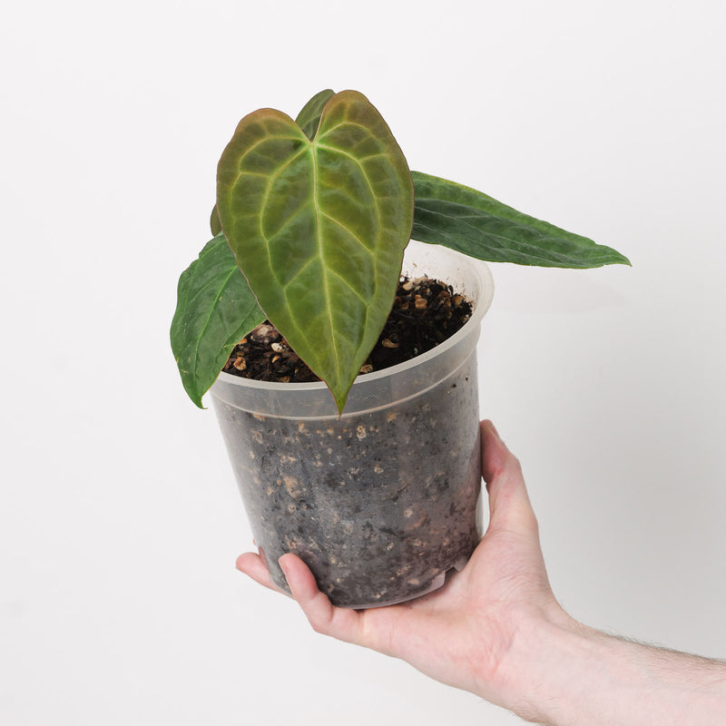 Anthurium papillilaminum x AOS 'WA' 17cm Plants GrowTropicals