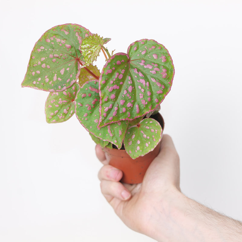 Begonia sp. Muara Wahau U696 Plants GrowTropicals