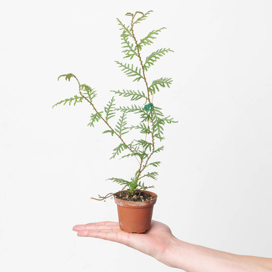 Selaginella wallichi Plants GrowTropicals