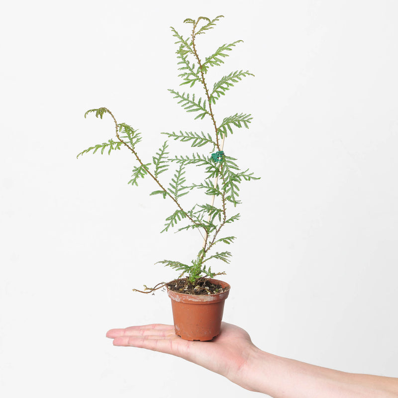 Selaginella wallichi Plants GrowTropicals