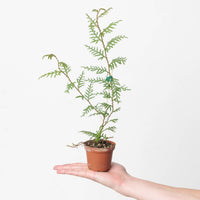 Selaginella wallichi