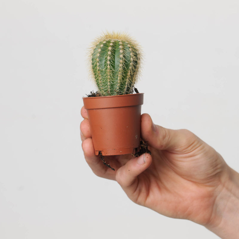 Notocactus warasii — 5.5cm