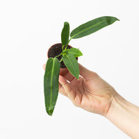 Anthurium warocqueanum