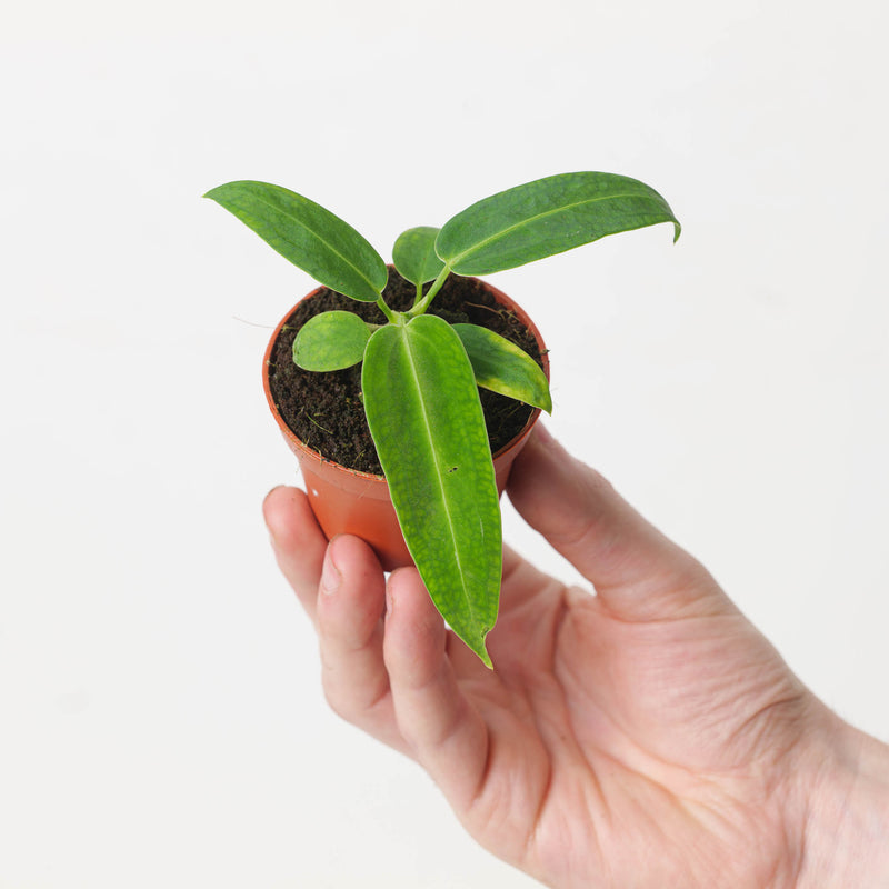 Rare Anthurium Bundle Plant Bundle GrowTropicals