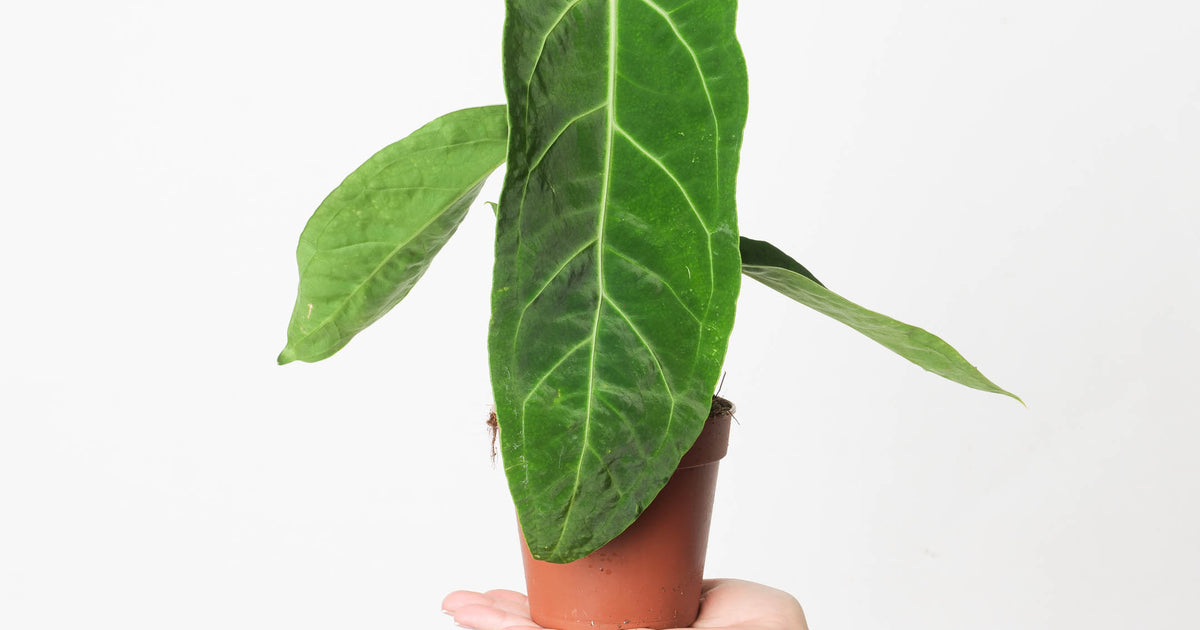 Anthurium warocqueanum x magnificum | Plants