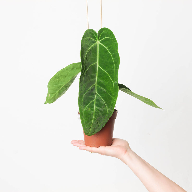 Anthurium warocqueanum x magnificum Plants GrowTropicals
