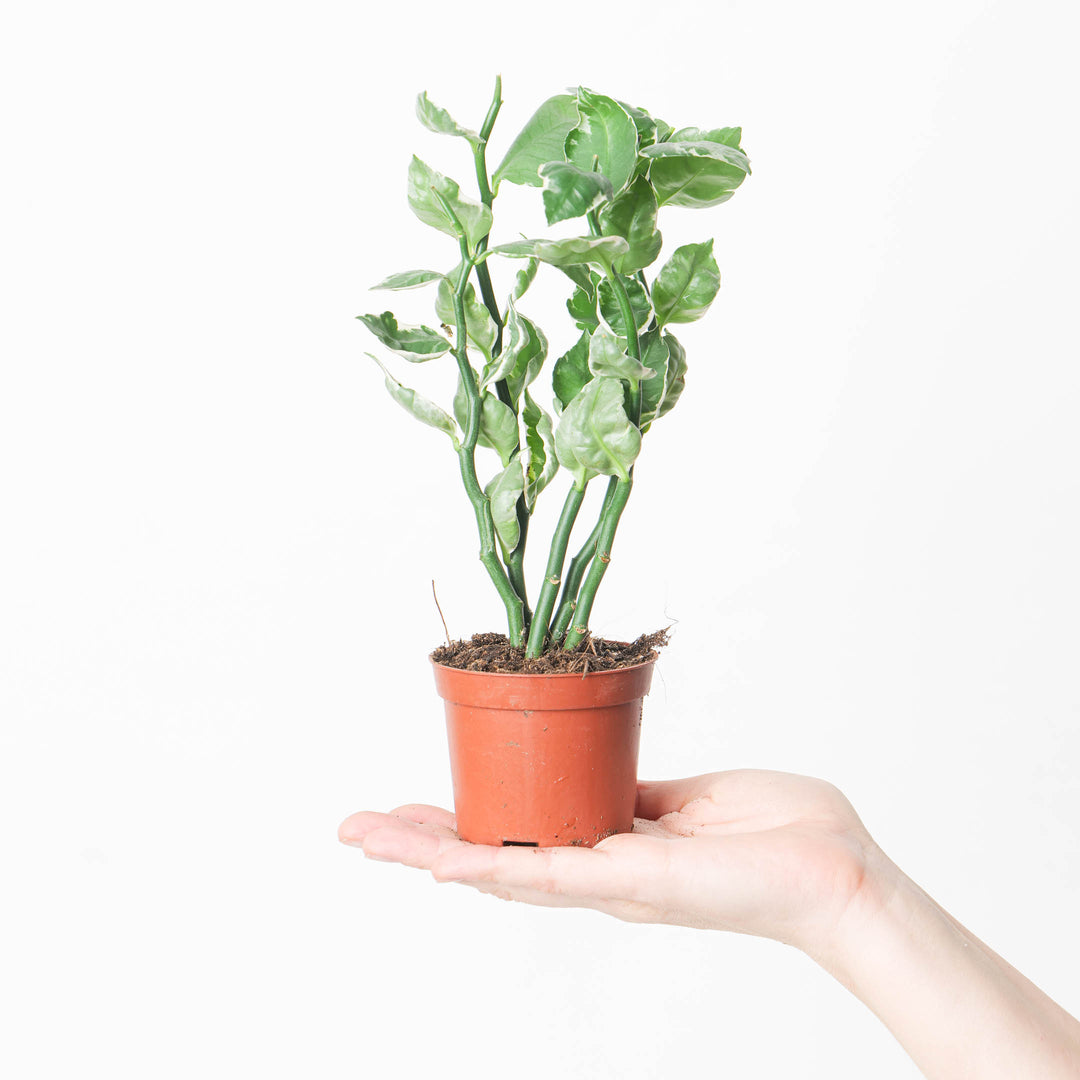 is pedilanthus an indoor plant Euphorbia tithymaloides 'Variegata' | Plants
