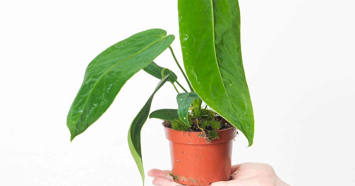 Anthurium warocqueanum x waterburyanum | Plants