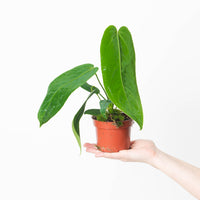 Anthurium warocqueanum x waterburyanum
