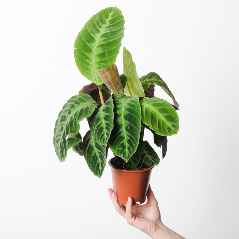 Calathea Bundle Plant Bundle GrowTropicals
