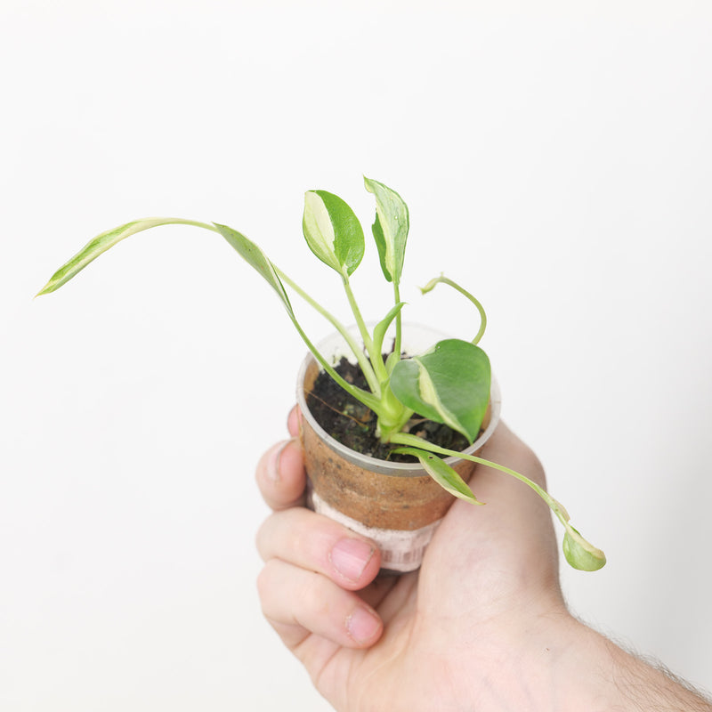 Philodendron Warscewiczii Aurea (Acclimated)