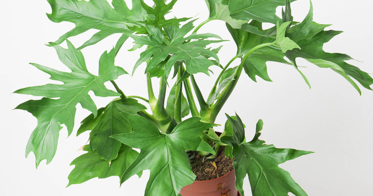 philodendron warscewiczii aureum Philodendron Warscewiczii | Plants
