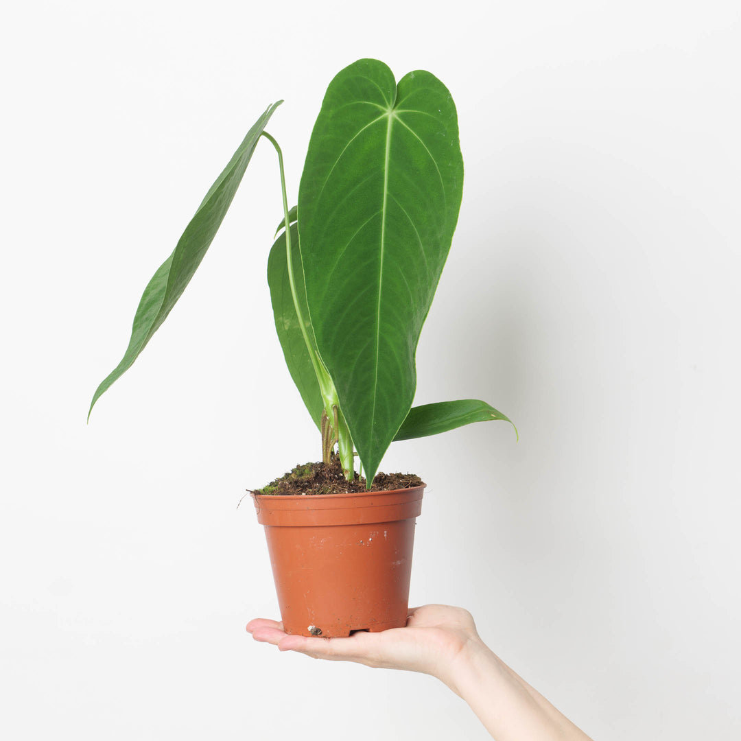 anthurium veitchii x warocqueanum Anthurium warocqueanum x waterburyanum