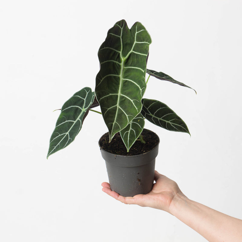 Alocasia Watsoniana 'Velvety' 14cm Plants GrowTropicals