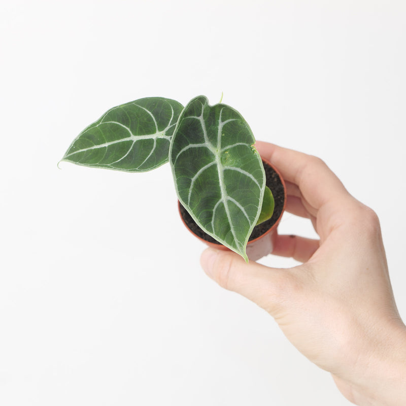 Alocasia Watsoniana 'Velvety' — 6cm