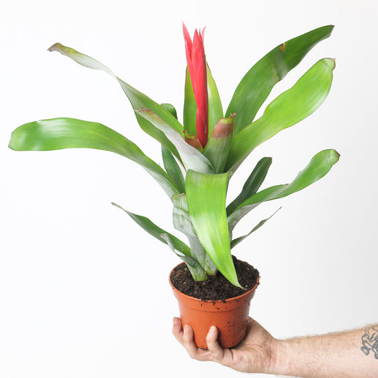 Aechmea 'Pink Flower' Plants GrowTropicals