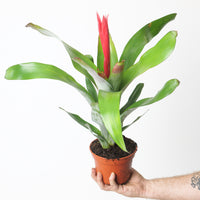 Aechmea 'Pink Flower'