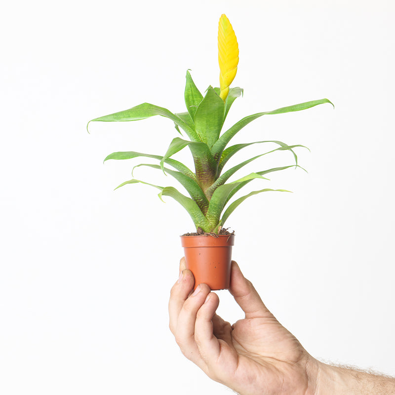 Vriesea ospinae 6cm (No Flower) Plants GrowTropicals