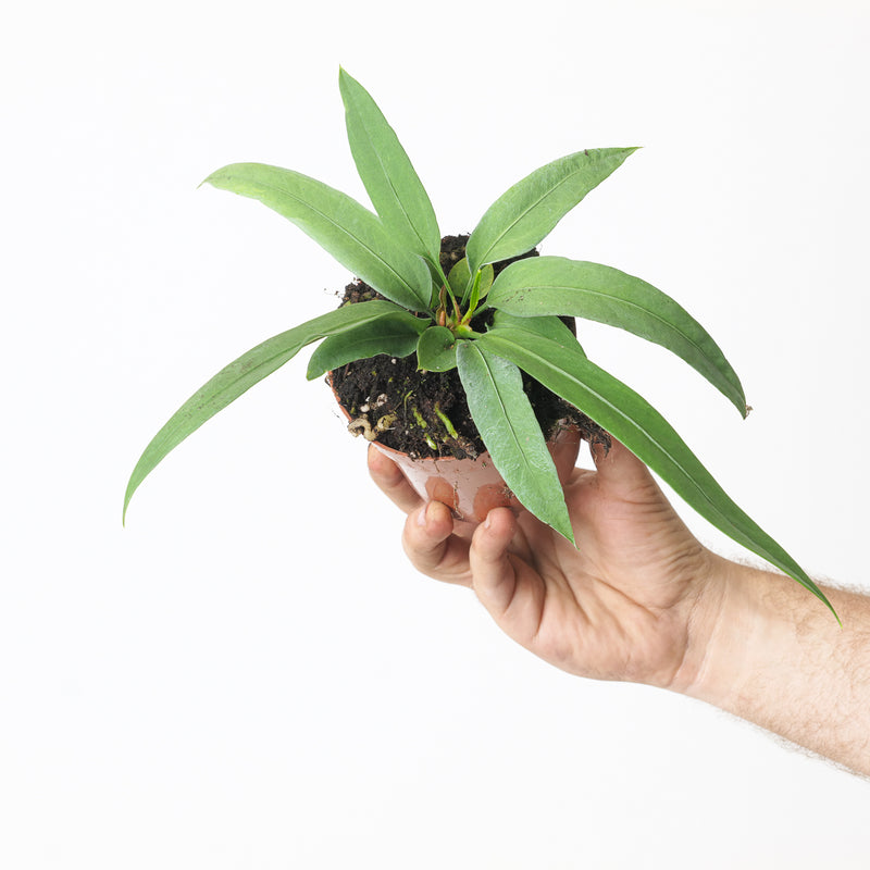 Anthurium vittarifolium Plants GrowTropicals