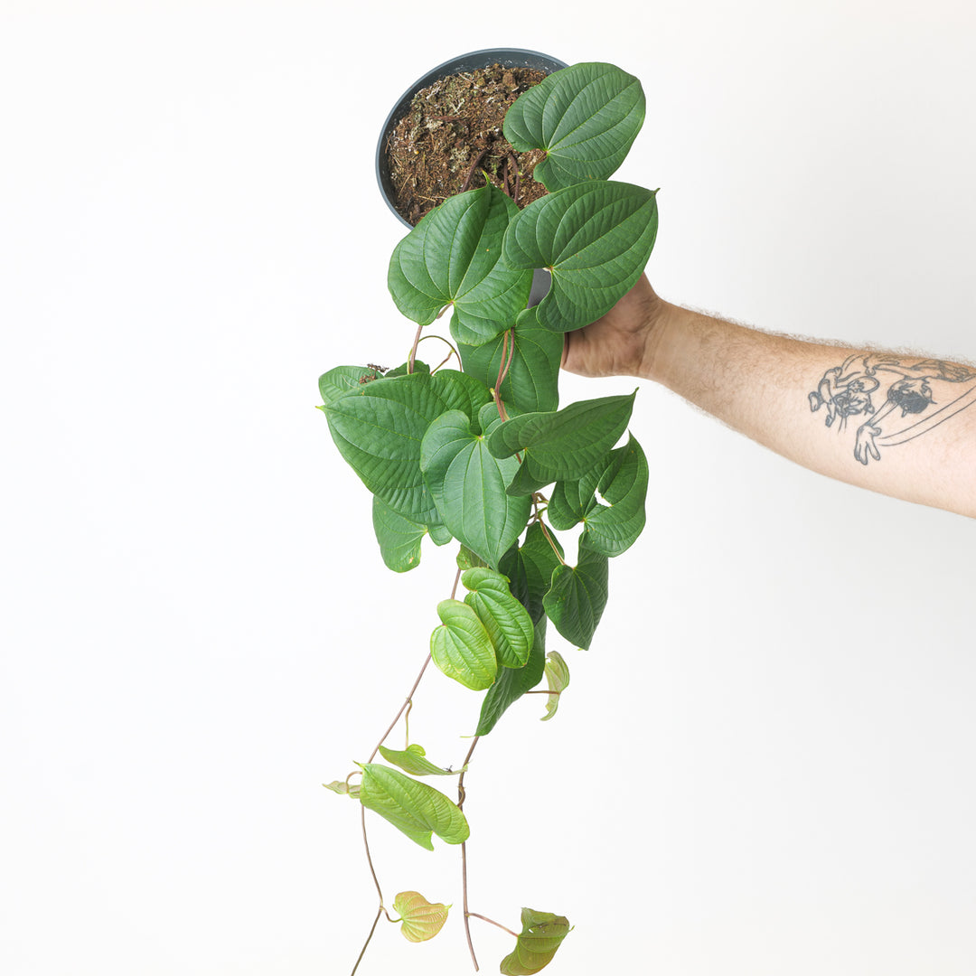 Dioscorea bulbifera - GROW TROPICALS