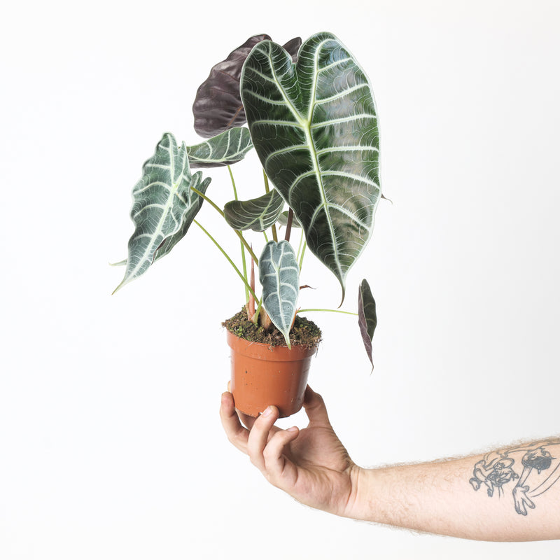 Alocasia watsoniana 'Silver Veins' Plants GrowTropicals