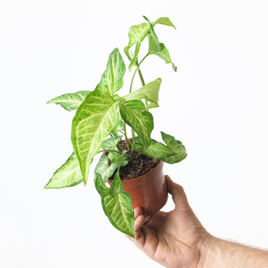 Syngonium Light Star Plants GrowTropicals