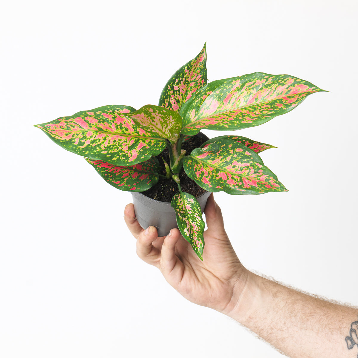 aglaonema strawberry shortcake Aglaonema Strawberry Baby | Plants