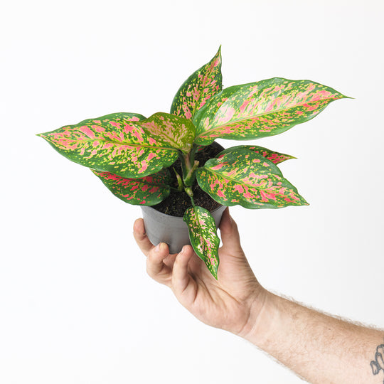 Aglaonema Strawberry Baby Plants GrowTropicals
