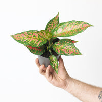 Aglaonema Strawberry Baby