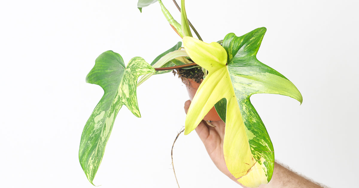 philodendron florida beauty scientific name Philodendron 'Florida Beauty' | Plants