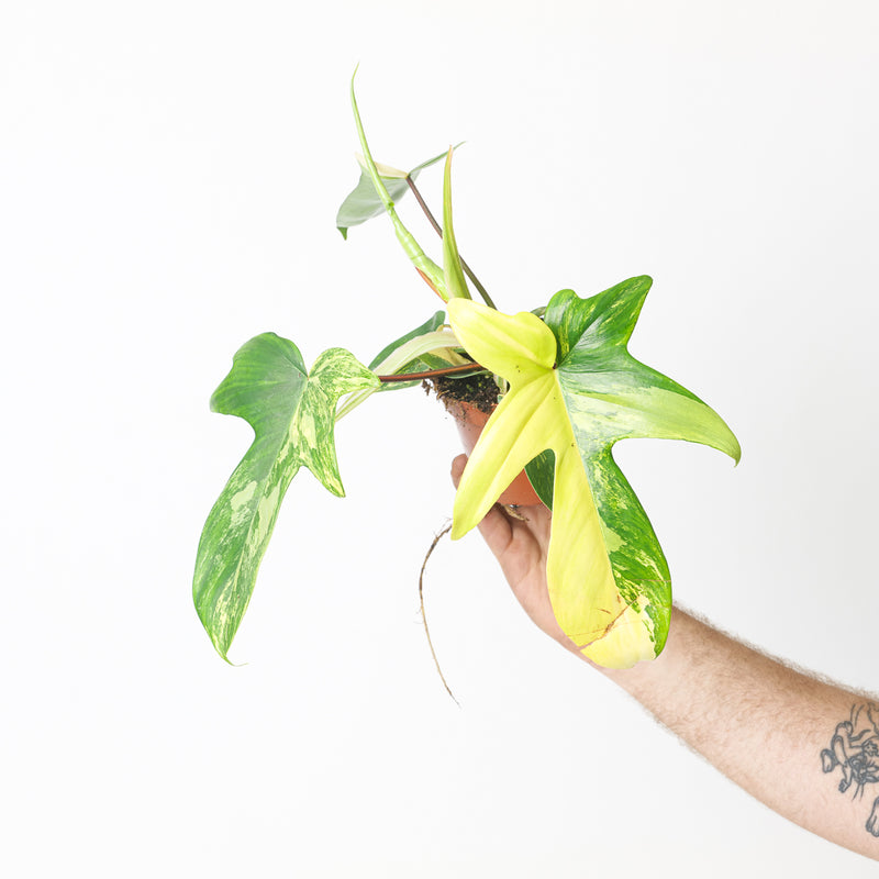 Philodendron 'Florida Beauty' 11cm Plants GrowTropicals