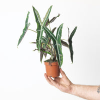Alocasia cf. Longiloba Narrow