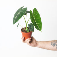 Alocasia 'Frydek'