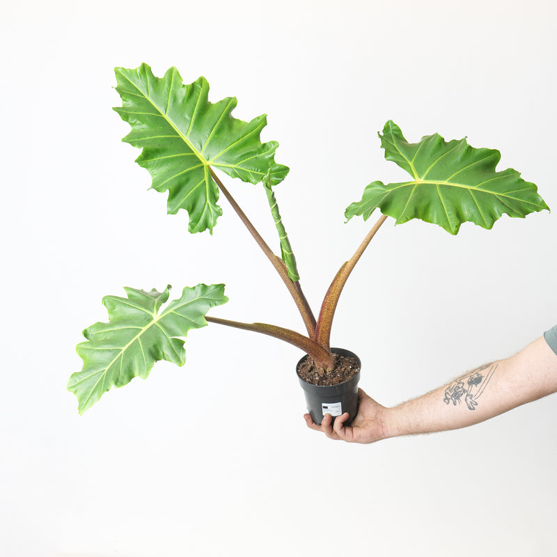 Alocasia 'Golden Dragon' (A. macrorrhiza 'Lutea' x Alocasia 'Sarian') Plants GrowTropicals