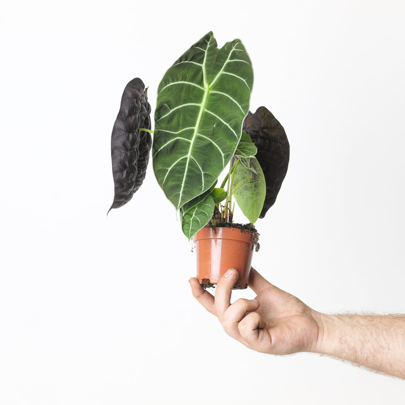 Alocasia Watsoniana 'Velvety' Plants GrowTropicals