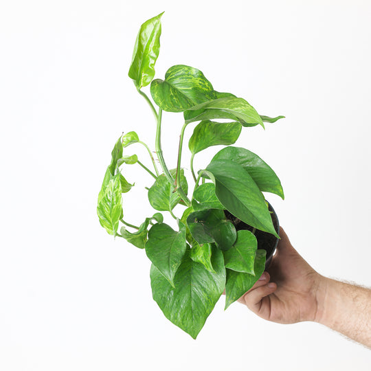 Epipremnum 'Green Marble' 12cm Plants GrowTropicals