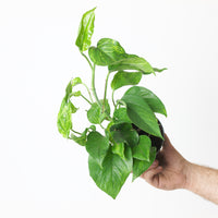 Epipremnum 'Green Marble'