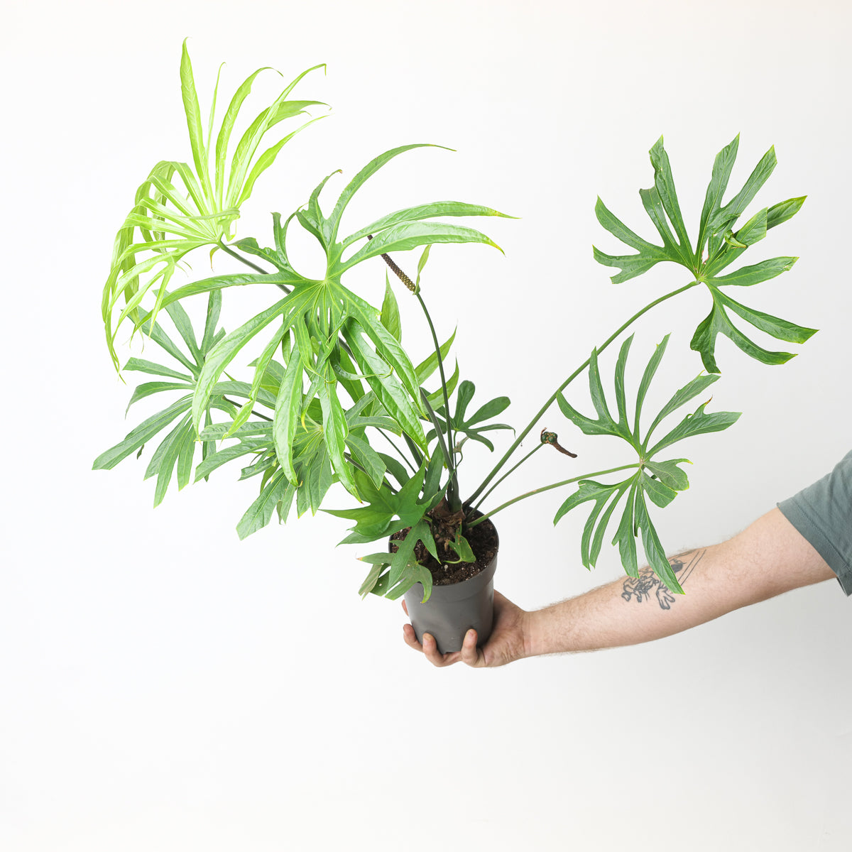 Anthurium pedatoradiatum リビングサイズ‼️ Anthurium Pedatoradiatum — Aroidasia