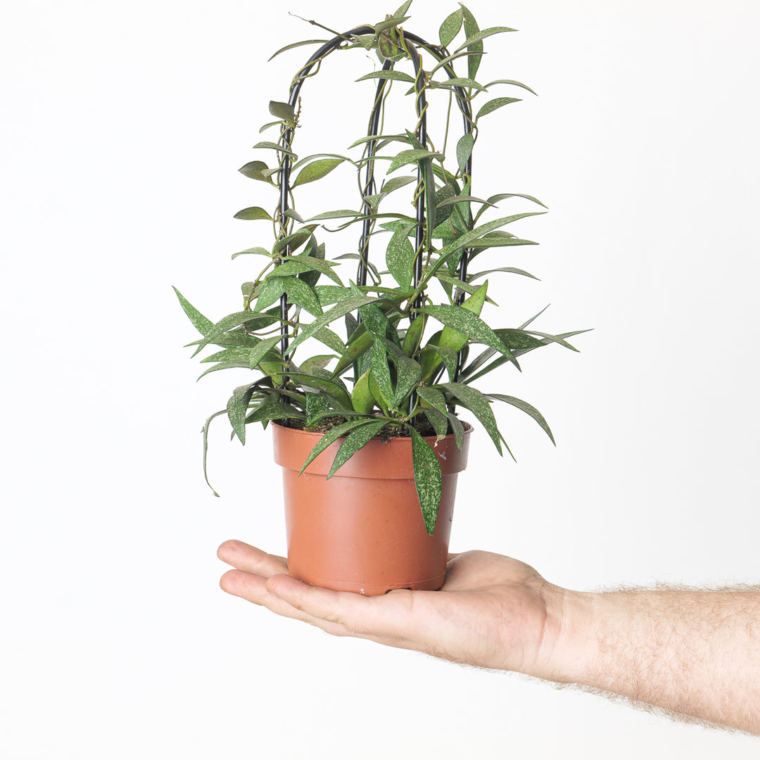 Hoya parvifolia - GROW TROPICALS