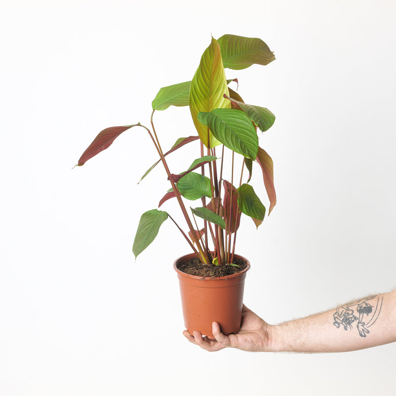 Calathea pruinosa 'Choco' Plants GrowTropicals
