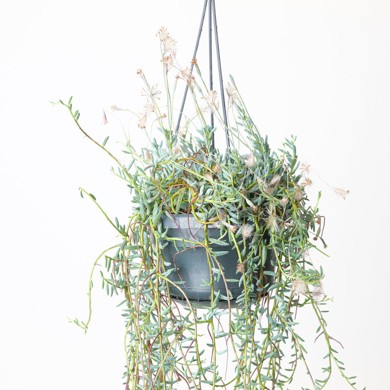 Senecio halianus Plants GrowTropicals