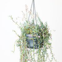 Senecio halianus