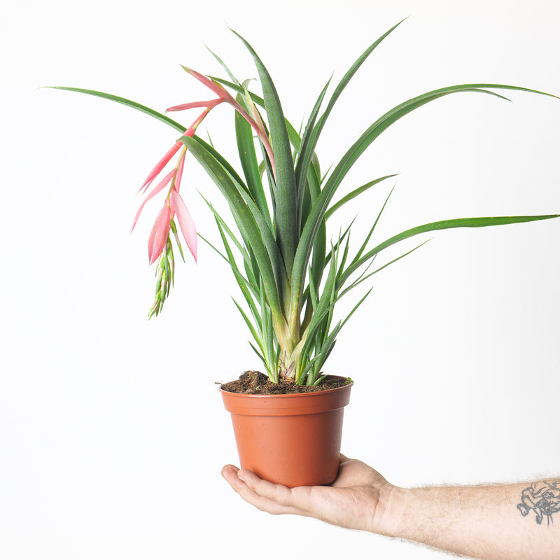 Bilbergia x Windii Plants GrowTropicals