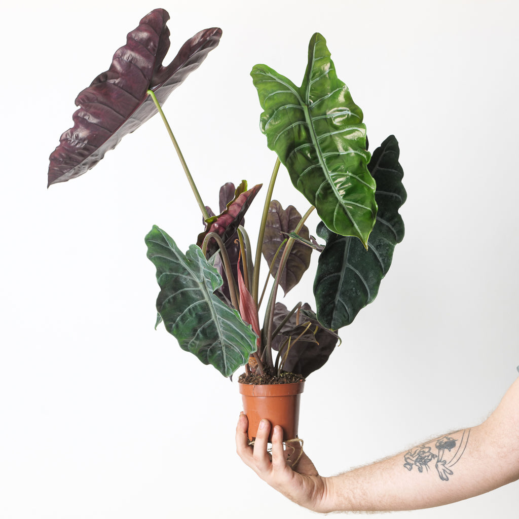 My Black Velvet Alocasia tattoo Done by Jules at Blood Oath in Concord NH   rhouseplants