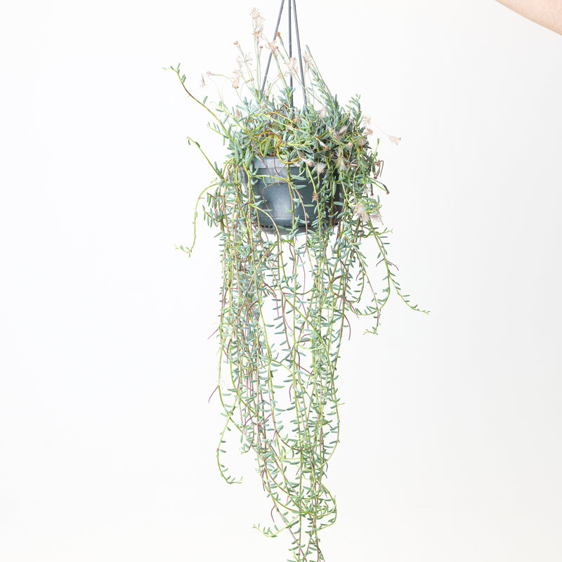 Senecio halianus — 14cm
