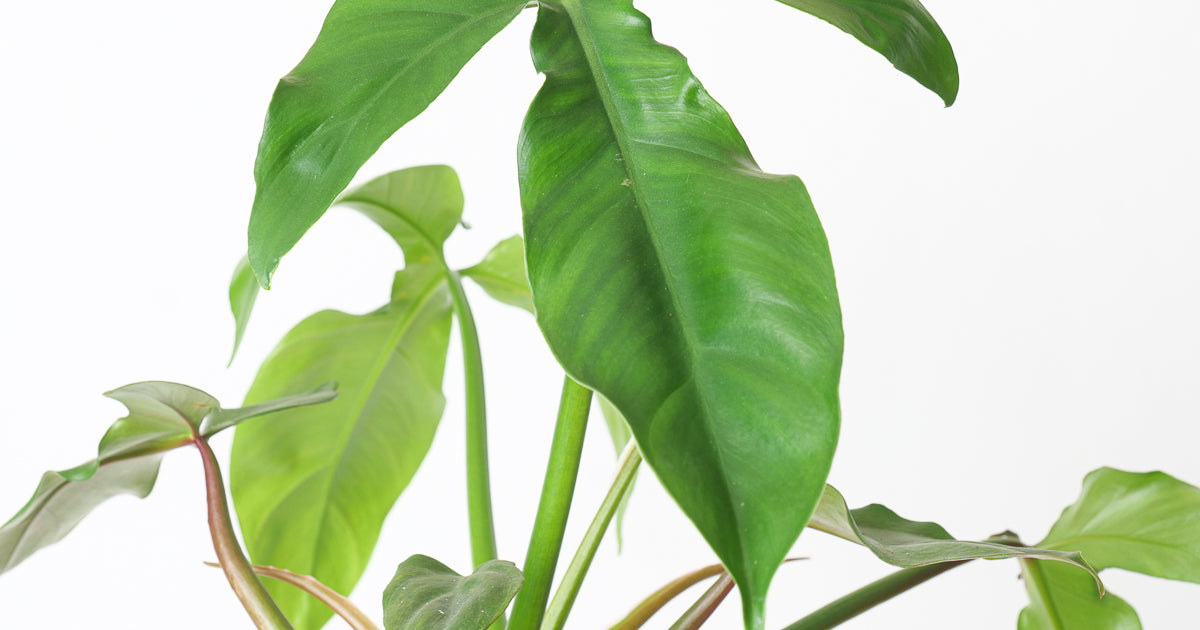 philodendron barrosoanum narrow Philodendron barrosoanum | Plants