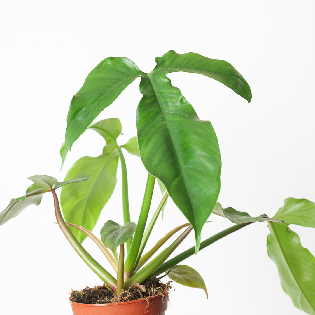 philodendron barrosoanum 5 Philodendron barrosoanum