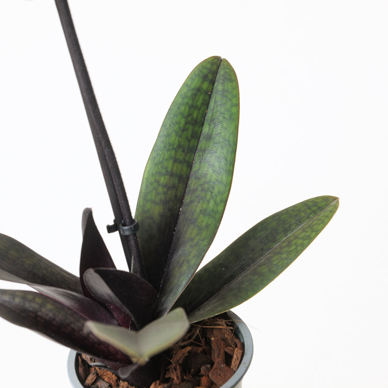 Paphiopedilum 'Black Jack' Plants GrowTropicals